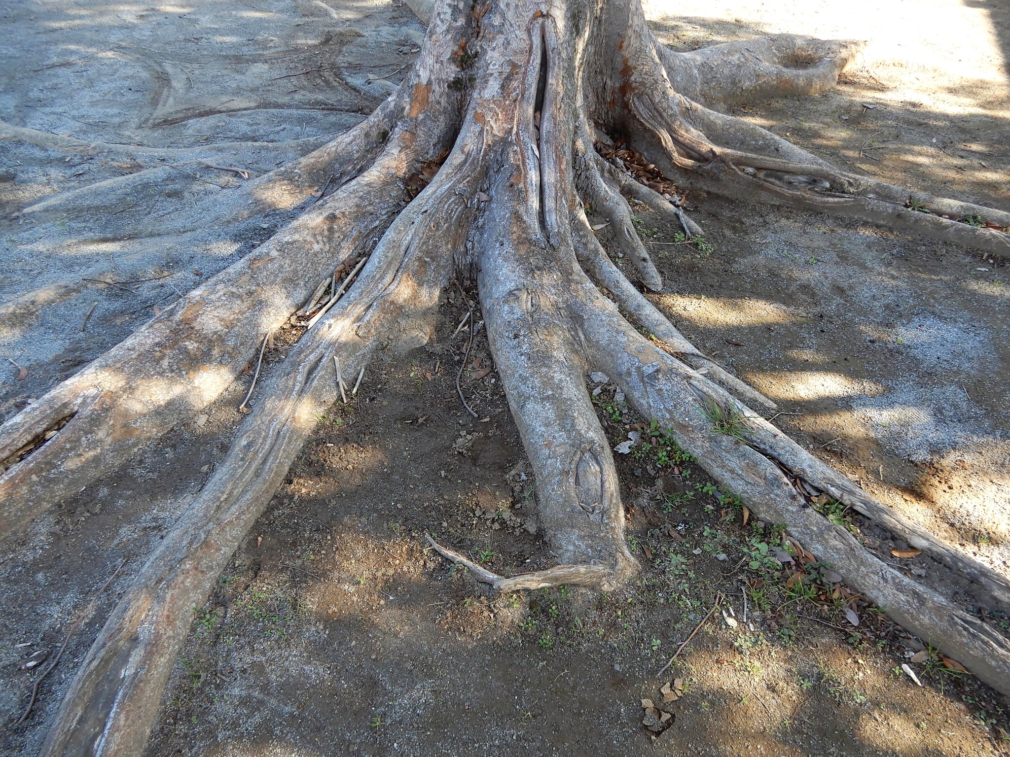 245．《ケヤキ（欅）】 別名 ツキ（槻）》 | ニッセイ緑の財団ニュース